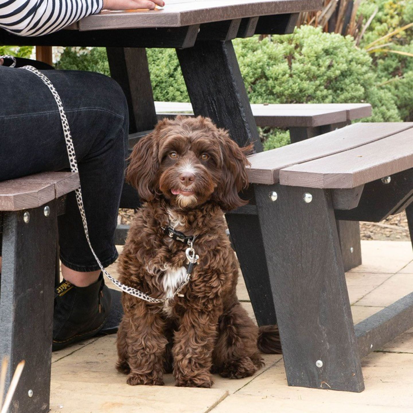 Your local dog friendly pub in Clacton-On-Sea